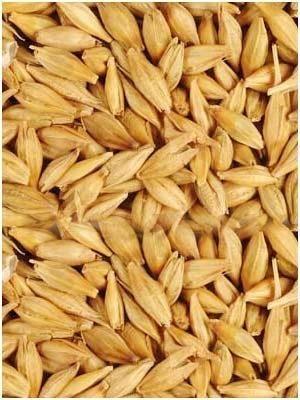 Barley