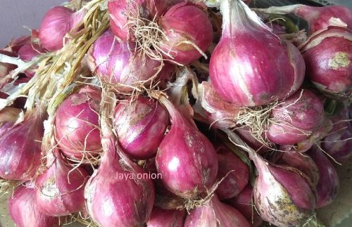 Oval Natural Shallot Onion, For Cooking, Human Consumption, Style : Fresh