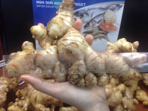 Fresh ginger, Brand Name : NGHI SON FOODS GROUP