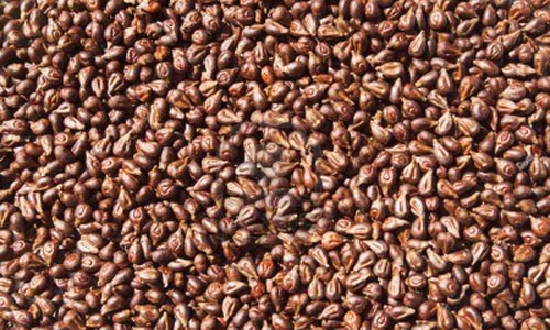 Oem Common Pure Grape Seed,grapefruit Seed Extract