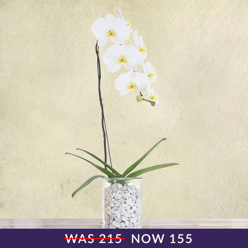 Indoor Plants White Orchid