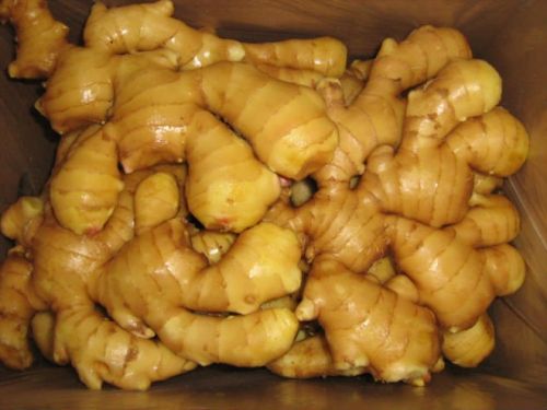 Fresh ginger, Certification : ISO, Variety : 99.9%