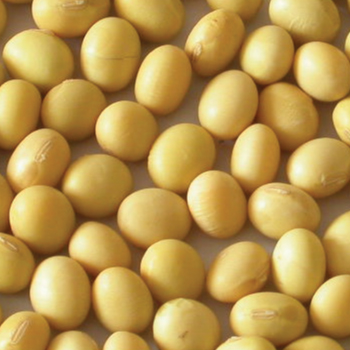 Organic Seed Soybeans, Certification : FSSAI Certified