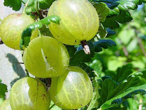 Gooseberry, Sodium : 2mg