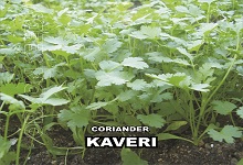 Coriander, Type : Whole Seeds