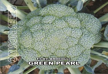 Hybrid Brocoli