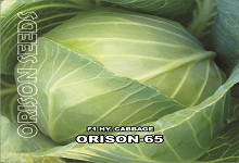 Hybrid Cabbage