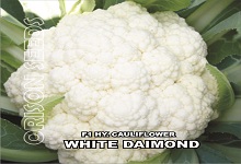 Hybrid Cauliflower