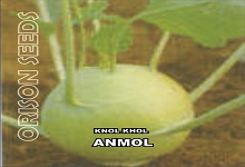 Knol Khol