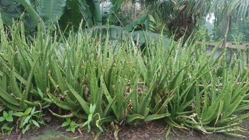 Odisha Ayurved Fresh-Squeezed Aloe Vera Juice, Packaging Type : Bottle