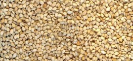 Sesame seeds, Usage/Application : Use In Cooking and Making Oil Oil