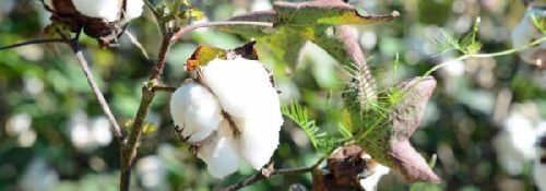 Indian Raw Cotton