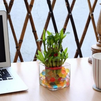 Lucky Bamboo In Vase, Purpose : Gardening, Decoration