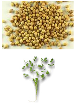 Coriander, Usage/Application : Curries,Pickles,Spice Blends