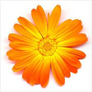 Calendula Herbal Oil