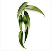 Eucalyptus oil, Shelf Life : 5 YEARS