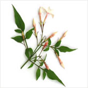 Jasmine Absolute