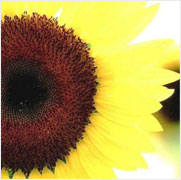 Sunflower Carrier Oil