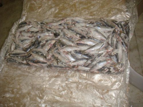 Frozen Sardine, For Cooking, Food, Human Consumption, Making Medicine, Making Oil, Packaging Type : Carton Box