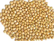 Soya Bean Seeds