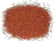 Finger Millet Ragi