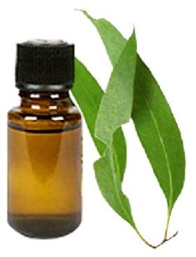 Eucalyptus Oil