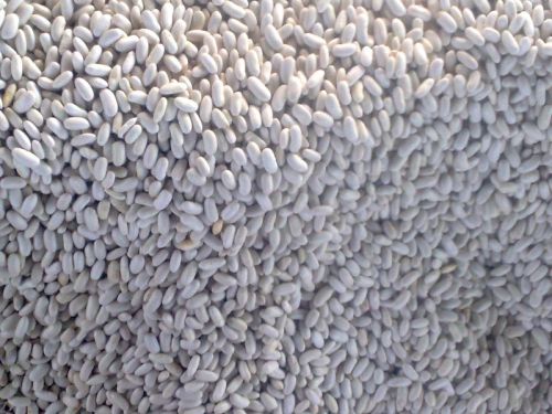 White kidney beans, Brand Name : Alshams