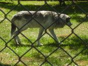 Industrial Chain Link