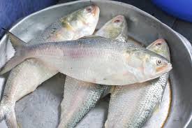 Fresh Hilsa Fish