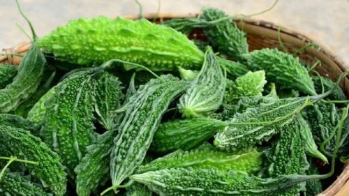 Conventional Fresh Bitter Gourd, Packaging Type : Bulk