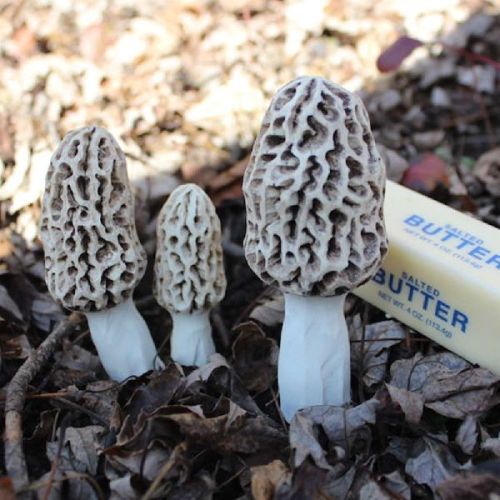 Panluq Quality Mushroom Wild Morels
