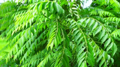 Natural Curry Leaves, Packaging Type : Loose