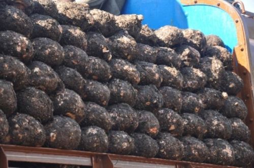 Elephant Yam, Color : Brown