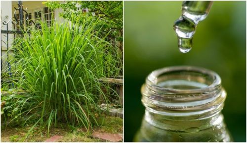 Citronella Oil, Feature : Herbal