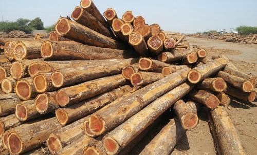 Teak Wood Logs, Feature : High Strength, Termite Proof