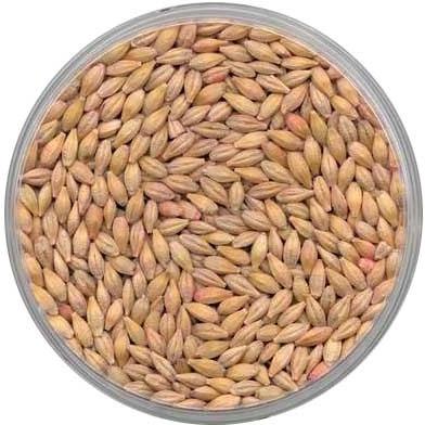 Barley Seeds, Shelf Life : 1year