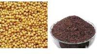 Black Mustard Seeds, Packaging Size : 20 Kg