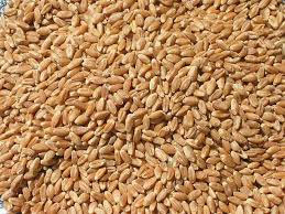 Wheat seeds, Feature : Purity, Non Harmul, Healthy