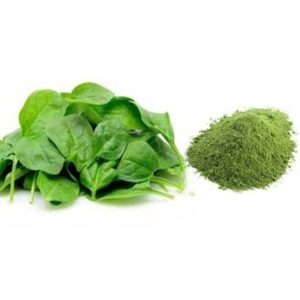 Palak Powder, Purity : 100%