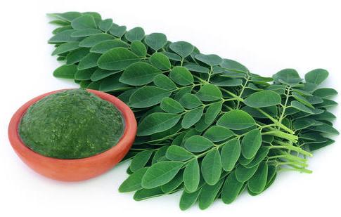 Organic Fresh Moringa Leaves, Color : Green