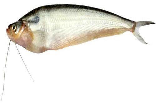 Pabda Fish Seed, Feature : High In Protein