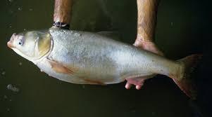 Silver Carp Fish Seed, Feature : High In Protein