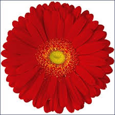 Alcatraz Gerbera Flower, Feature : Its Rich Fragrance, Freshness