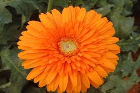 Goliath Gerbera Flower, Color : Orange