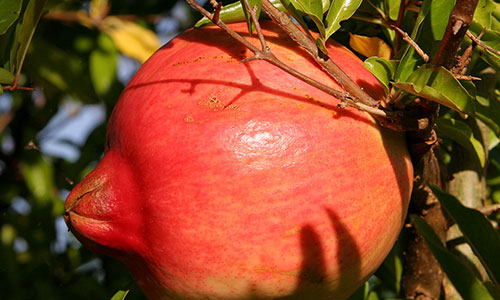 Pomegranate