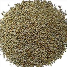 Bajra Seeds