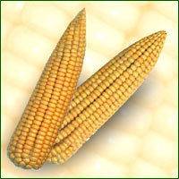 Maize Seed