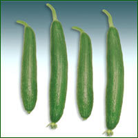 Sponge Gourd Seed