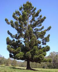 Araucaria Cunninghamii