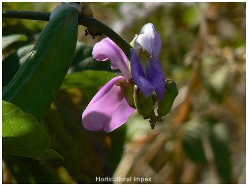 Canavalia Gladiata Flower Seed
